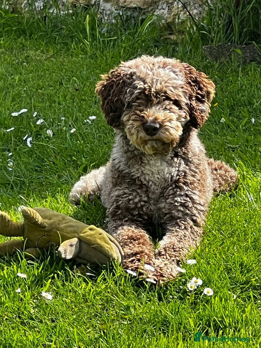 Miniature Poodle dogs for stud: Chocolate Merle Miniature Poodle Fully DNA Tested in Radstock - Advert 15