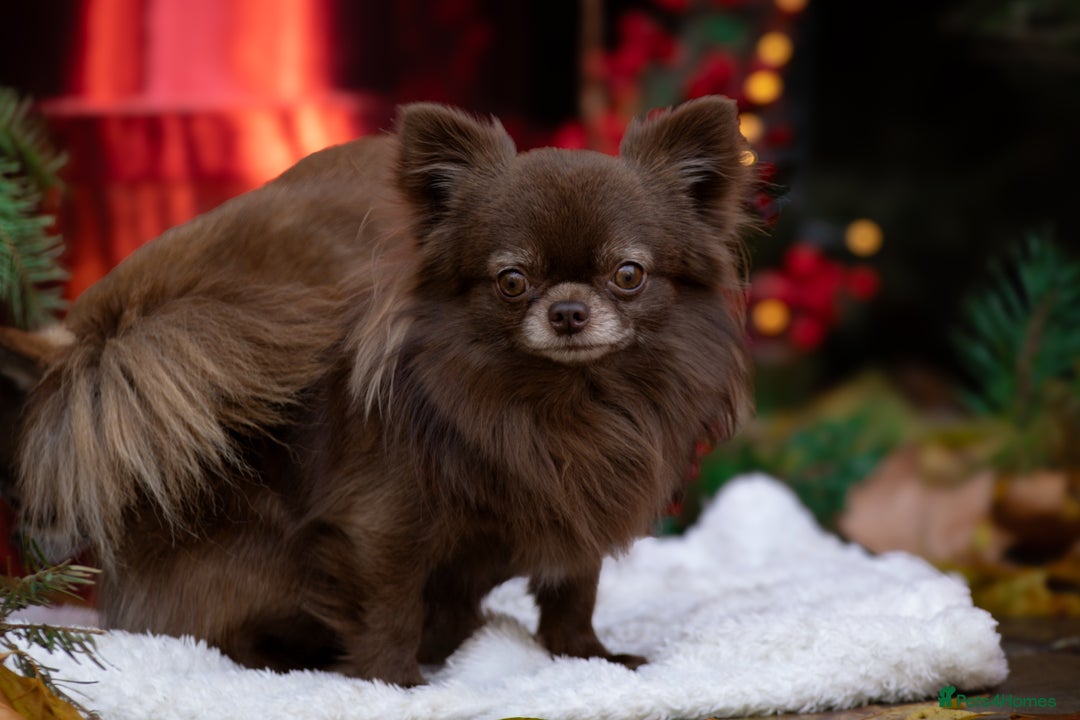 Chihuahua dogs for stud: ❤️ KC REG EXTENSIVELY HEALTH TESTED STUD ❤️ in London - Advert 1