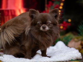 Chihuahua dogs ❤️ KC REG EXTENSIVELY HEALTH TESTED STUD ❤️ in London - Advert 12