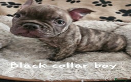 French Bulldog dogs for sale: Absolutely stunning chunky frenchbulldog puppies  - Image 7