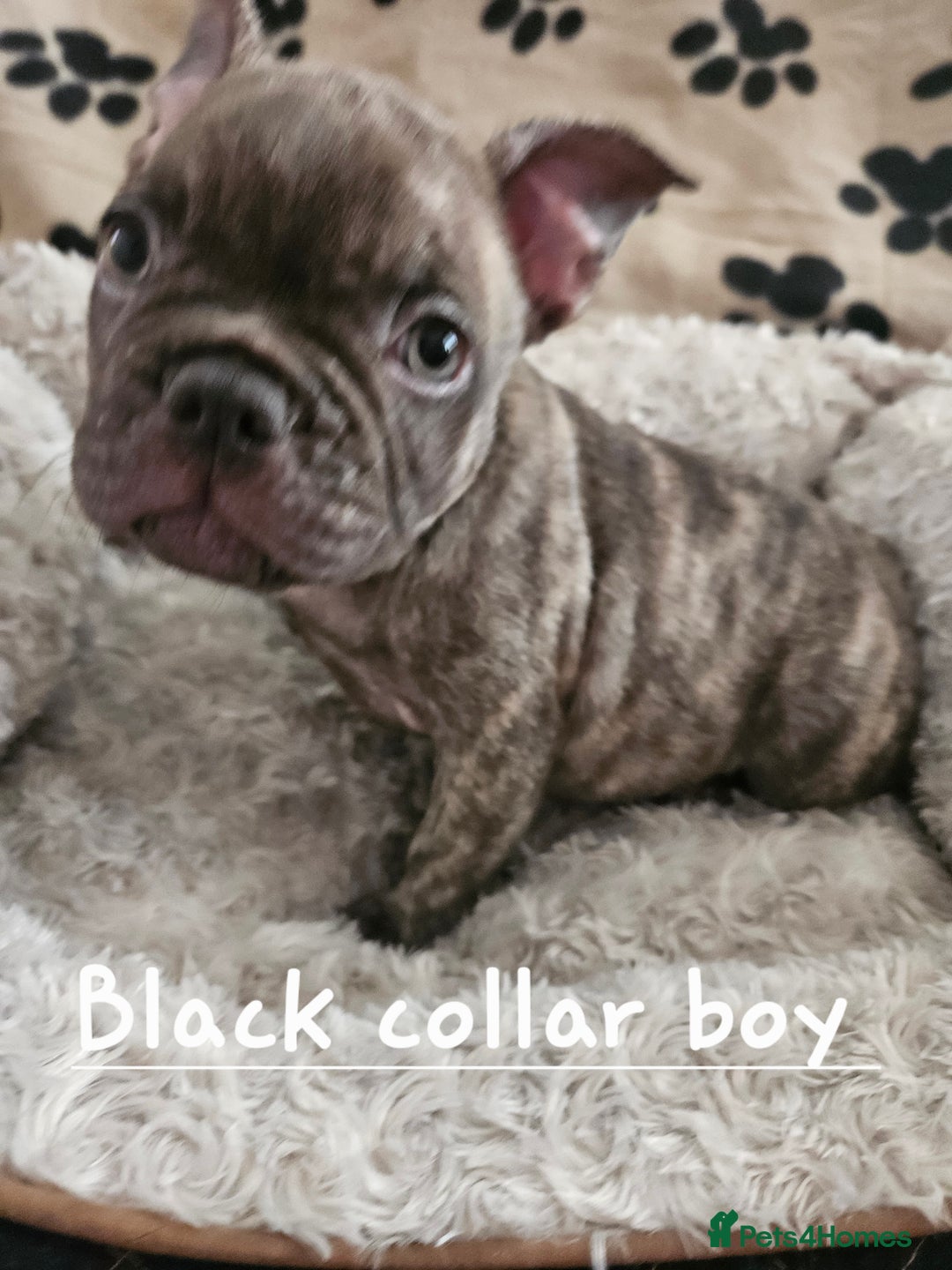 French Bulldog dogs for sale: Absolutely stunning chunky frenchbulldog puppies  - Image 7