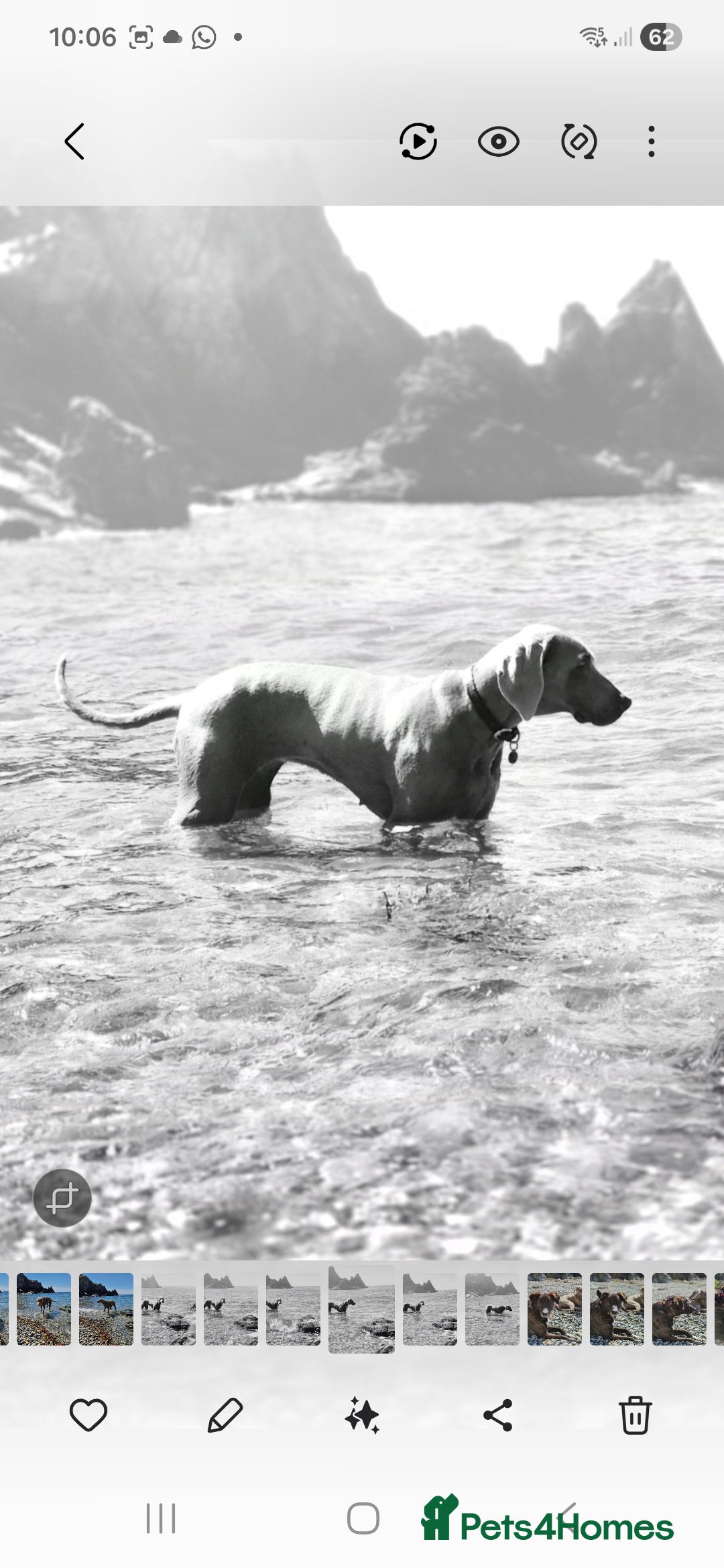 Weimaraner dogs for sale: Weimaraner KC Reg GUNALT CHAMPION BLOODLINE  - Advert 10