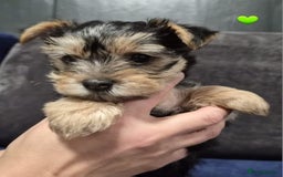 Yorkshire Terrier dogs for sale: Yorkshire terrier puppies (3 girls) - Image 23