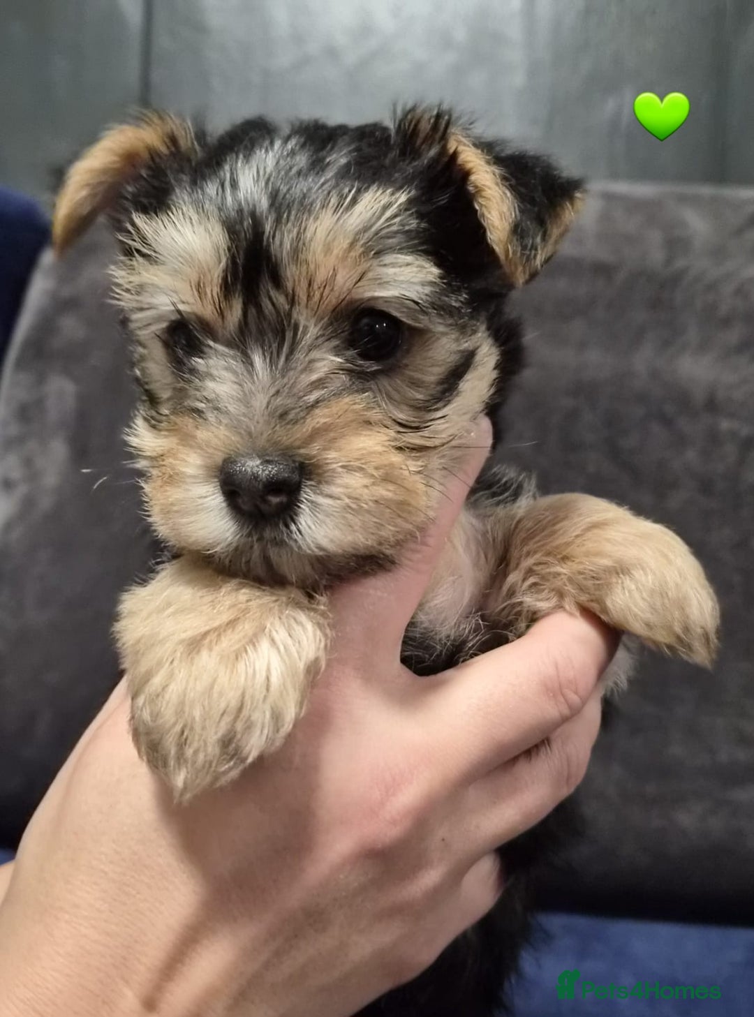 Yorkshire Terrier dogs for sale: Yorkshire terrier puppies (3 girls) - Image 23