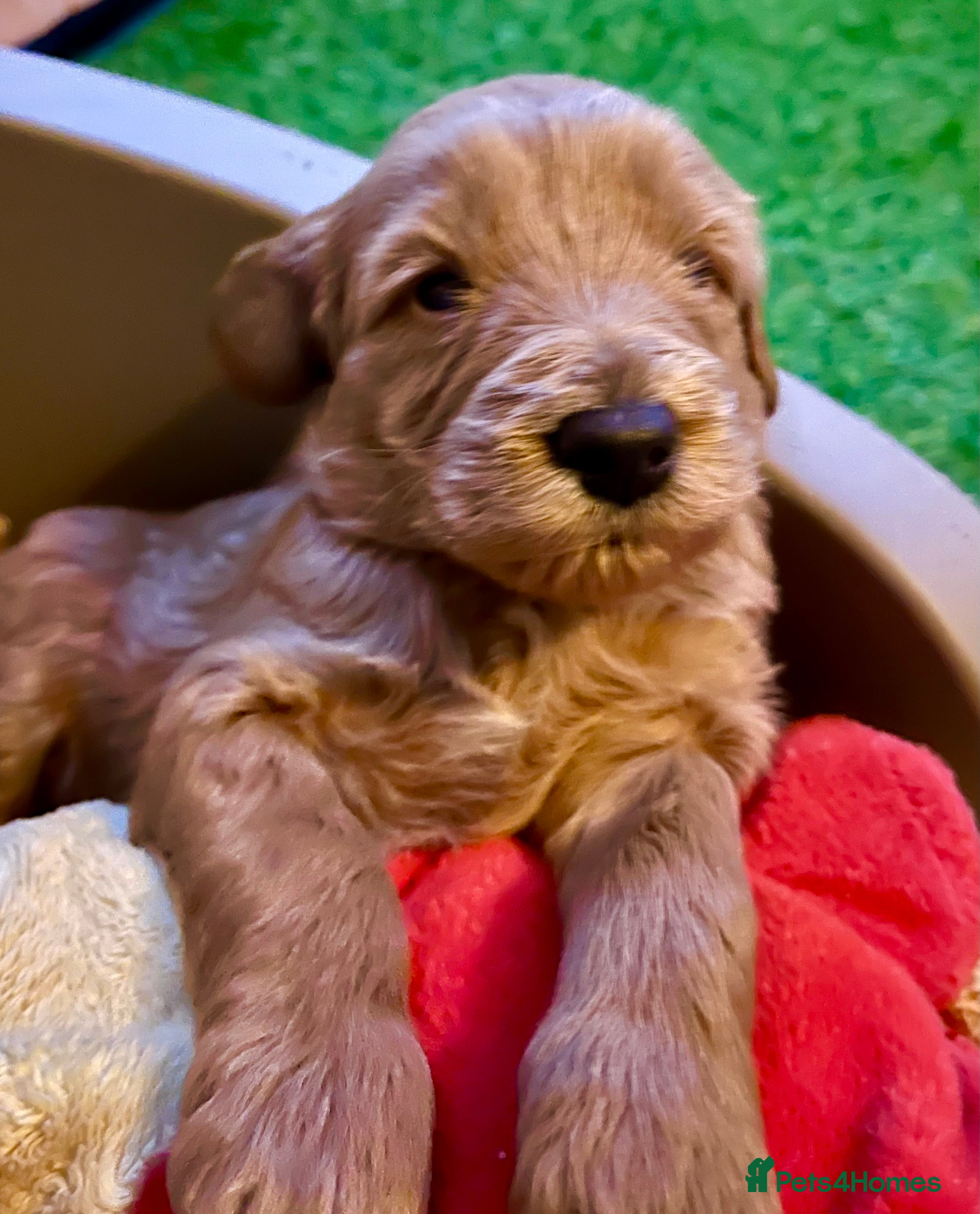 Labradoodle dogs 🥰 Cute Miniature labradoodle Pups 💖💕 - Advert 15