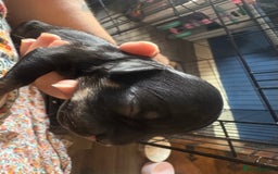 Mixed Breed dogs for sale: Beautiful Baby boy Daug puppy’s-  - Image 9