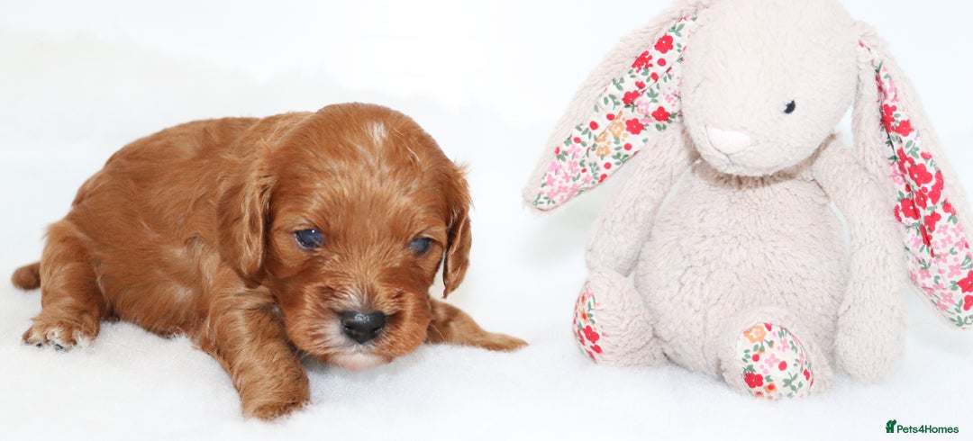 Cavapoo dogs for sale: Welcome to Cotswold Cavapoos - Advert 13