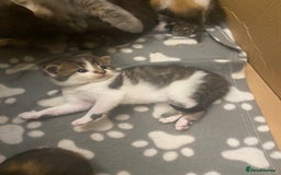 Mixed Breed cats for sale: Gorgeous Maine coon X blue kittens - Image 8