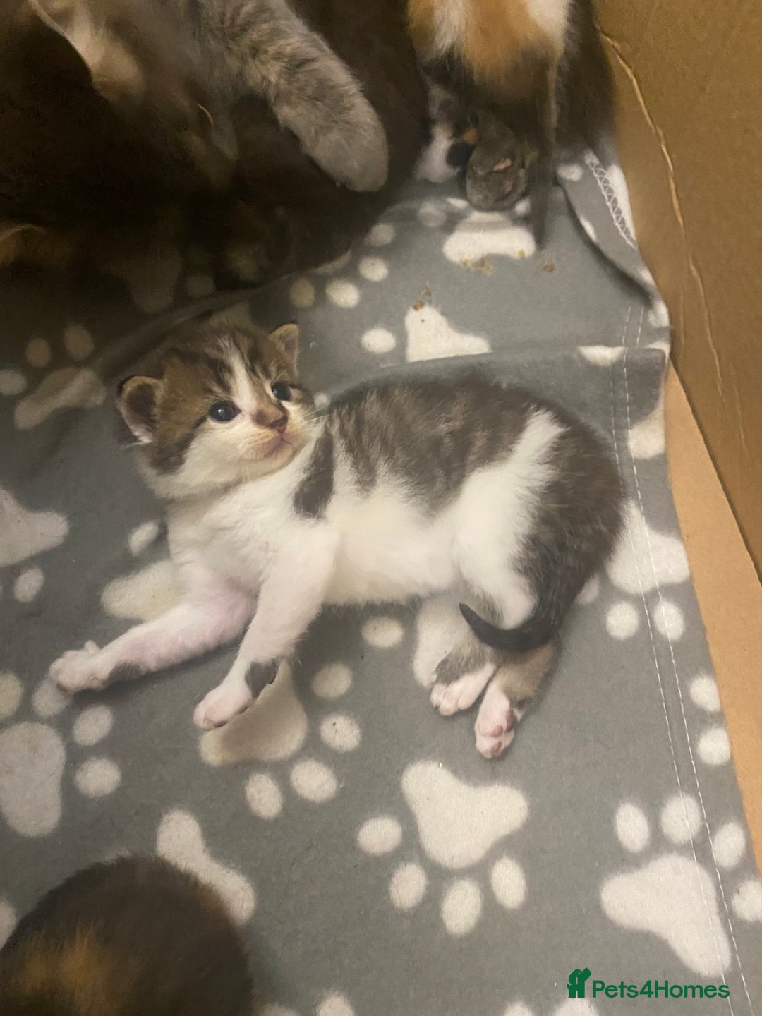 Mixed Breed cats for sale: Gorgeous Maine coon X blue kittens - Image 8