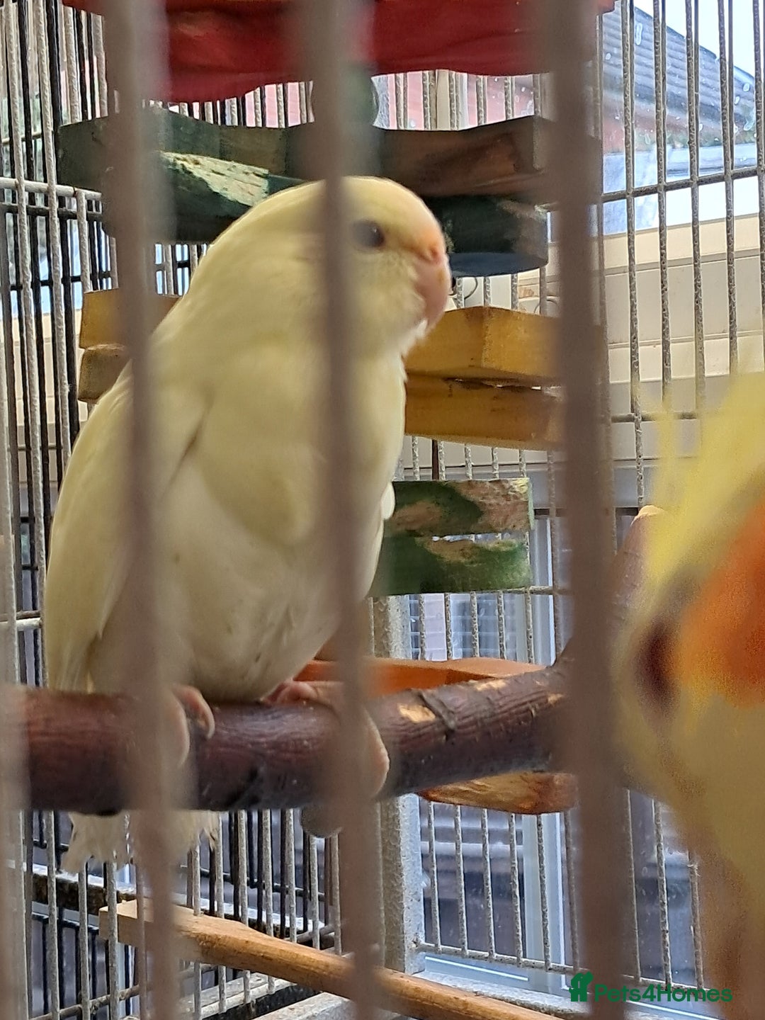 Parakeets birds for sale: Kakarikies  - Image 2