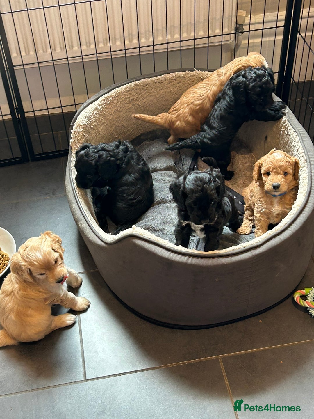 Cockapoo dogs for sale: F2 Cockapoo Puppies - Image 19