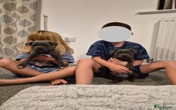 Staffordshire Bull Terrier dogs for sale: 2 GORGEOUS boys  - Image 11