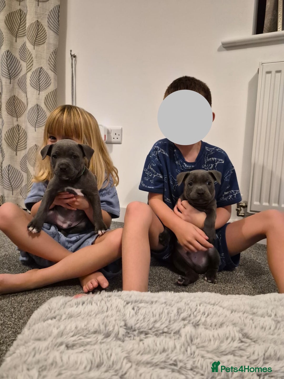 Staffordshire Bull Terrier dogs for sale: 2 GORGEOUS boys  - Image 11