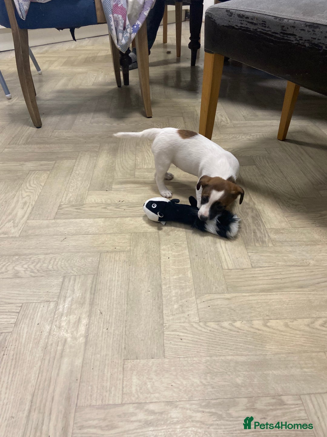 Jack Russell dogs for sale: Two girl puppies available  - Image 13