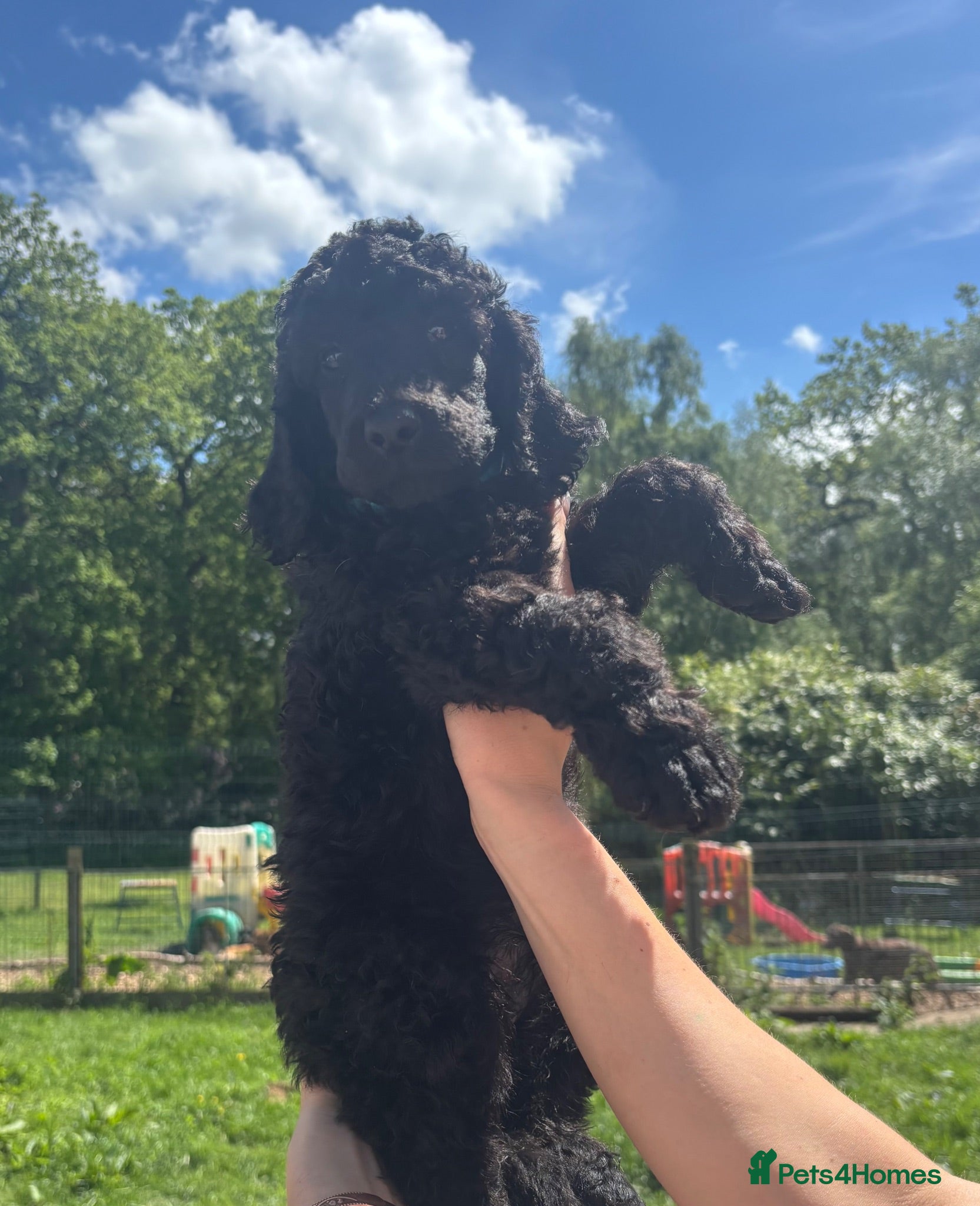 Standard Poodle dogs Exceptional working standard poodle - Advert 1