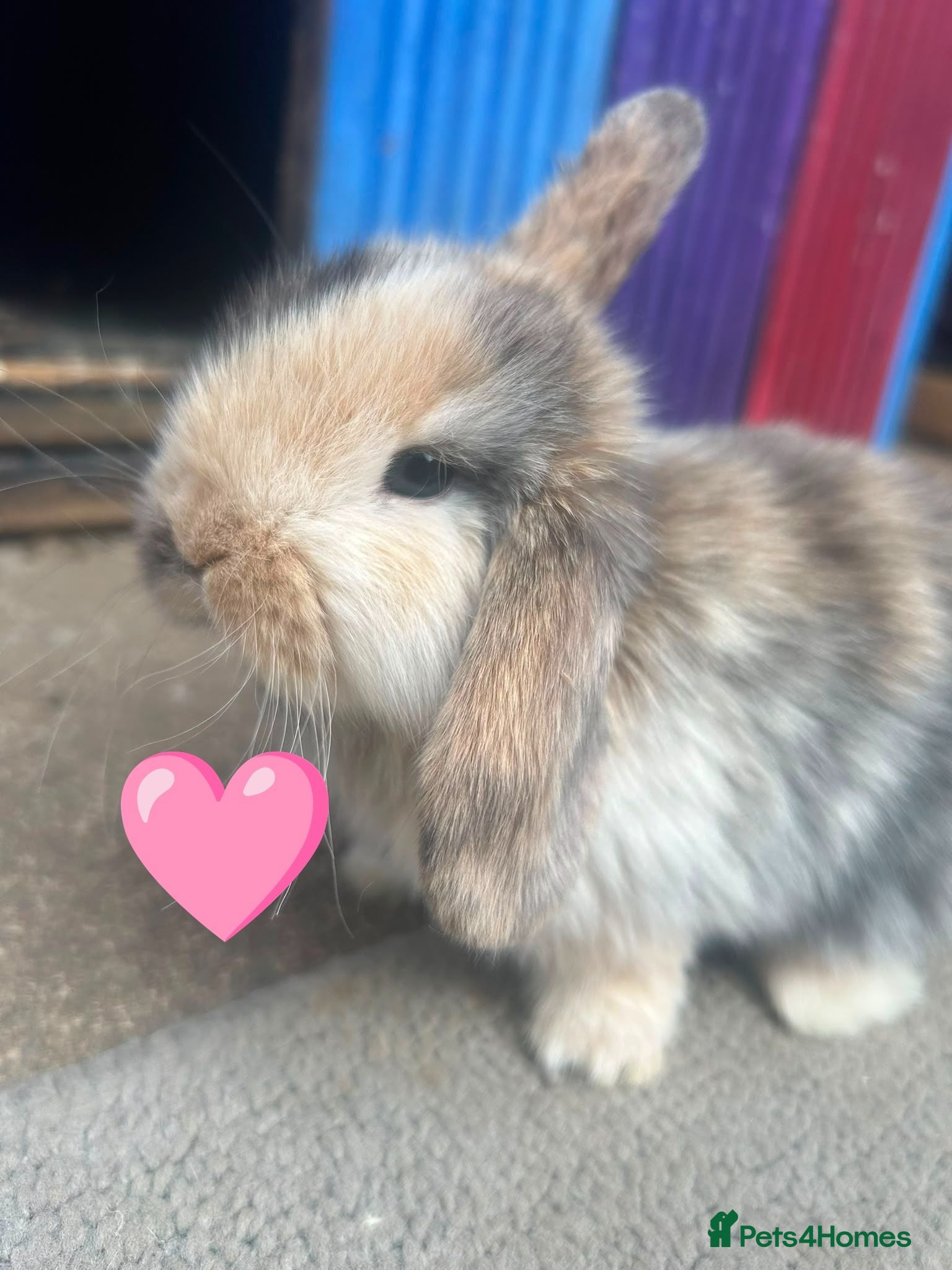 Mini Lion Lop rabbits lop x Lion head baby bunnies  - Advert 5