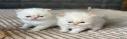Exotic cats for sale: Stunning Exotic x Persian kittens - Advert 4