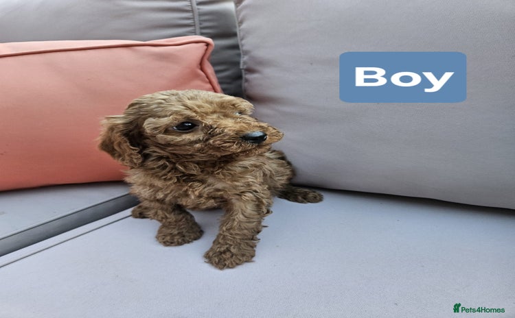 Cavapoo dogs - Advert 3