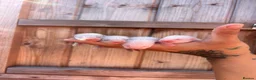 Ferret rodents for sale: 4 standard ferret kit Jills to be reserved - Advert 2