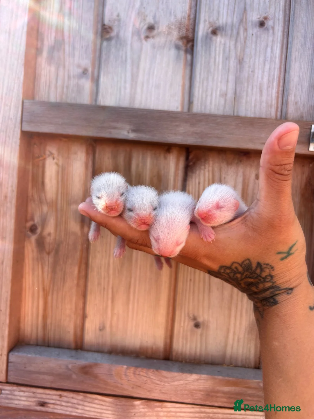 Ferret rodents for sale: 4 standard ferret kit Jills to be reserved - Advert 2