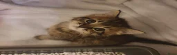 Mixed Breed cats for sale: Adorable Tabby Girl and Black & white Boy  - Advert 16