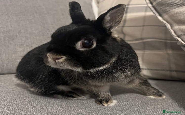 Netherland Dwarf rabbits - Advert 1