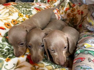 Miniature Dachshund dogs - Advert 8