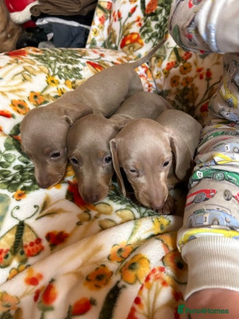 Miniature Dachshund dogs - Advert 6