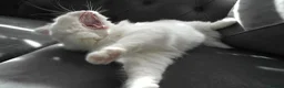 Persian cats for sale: Persian chinchilla silver back in Walsall - Advert 2