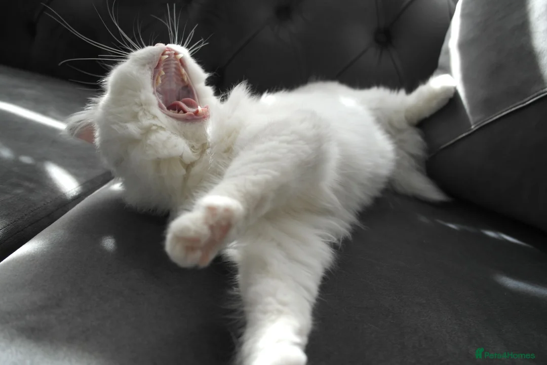 Persian cats for sale: Persian chinchilla silver back in Walsall - Advert 2