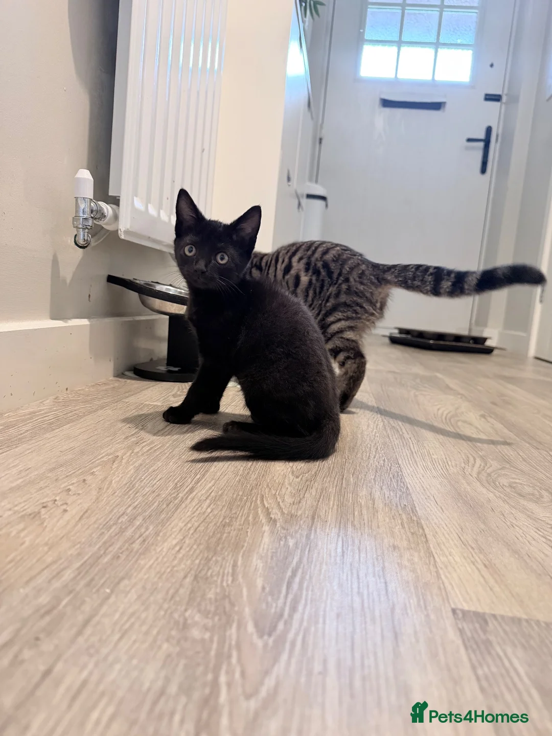 Mixed Breed cats for sale: 2 kittens looking for loving home 🐾 - Advert 2