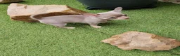 Chihuahua dogs for sale: Beautiful lillac girl - Advert 5