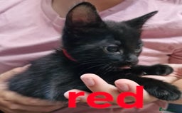 Mixed Breed cats for sale: Kittens  - Image 6