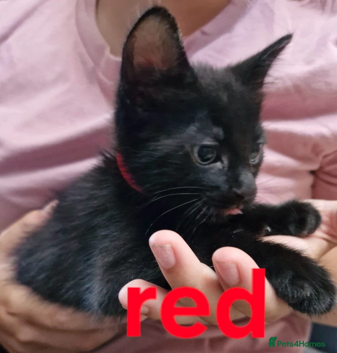 Mixed Breed cats for sale: Kittens  - Image 6