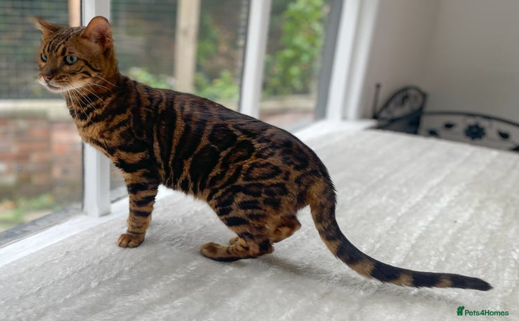 Bengal cats - Advert 6