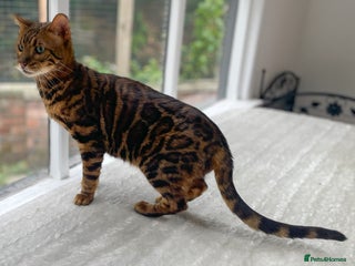 Bengal cats - Advert 31