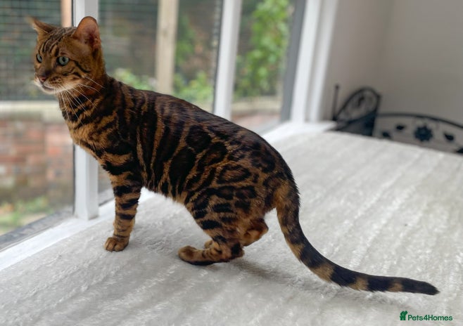 Bengal cats - Advert 6