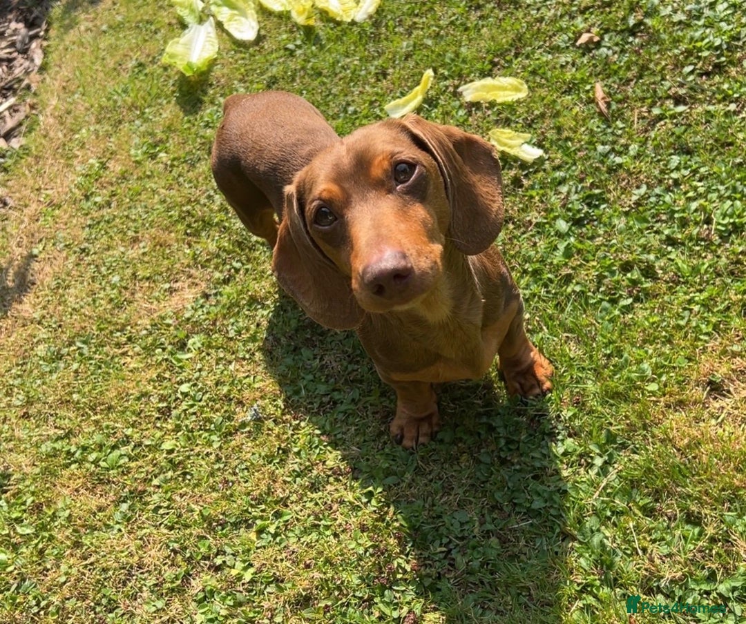 Miniature Dachshund dogs for stud: Teddy - Choc & Tan Proven Stud - Image 10
