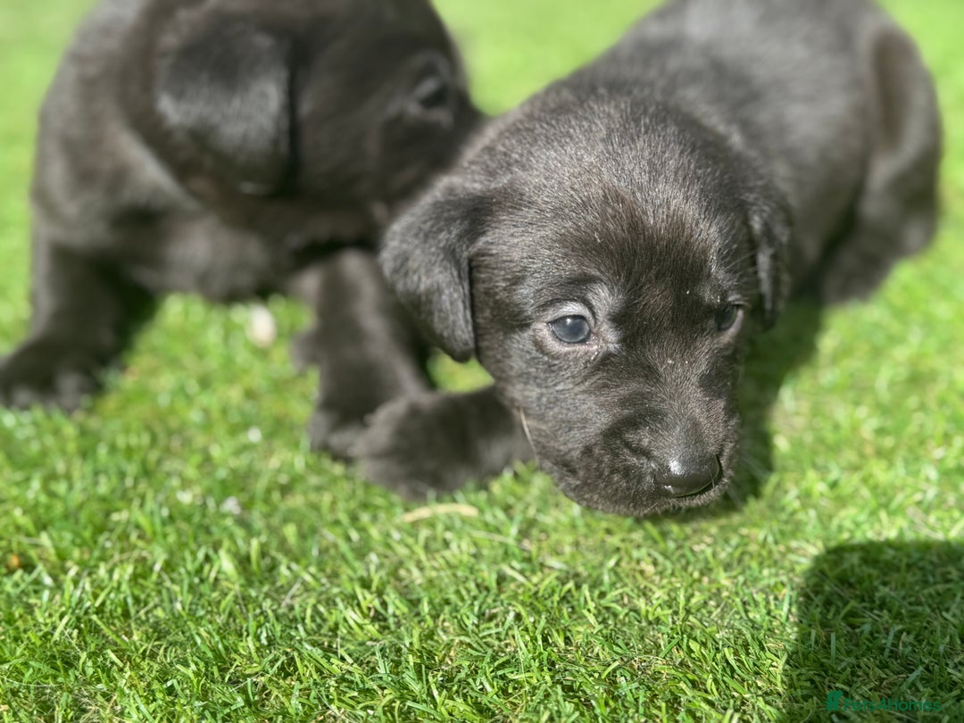 Labrador Retriever dogs for sale: Beautiful top kc line Labrador puppy’s  - Image 21