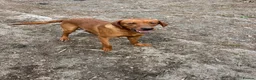 Labrador Retriever dogs for sale: Labrador puppies for sale - Advert 7