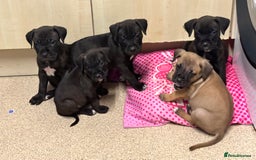 Mixed Breed dogs for sale: Cane corso x Staffordshire bull terrier  - Image 12