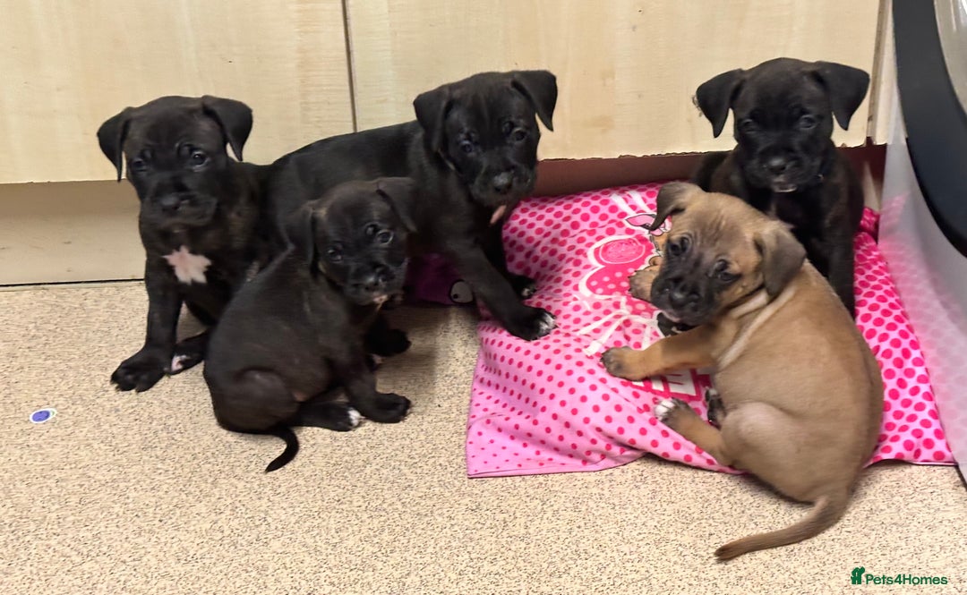 Mixed Breed dogs for sale: Cane corso x Staffordshire bull terrier  - Image 12
