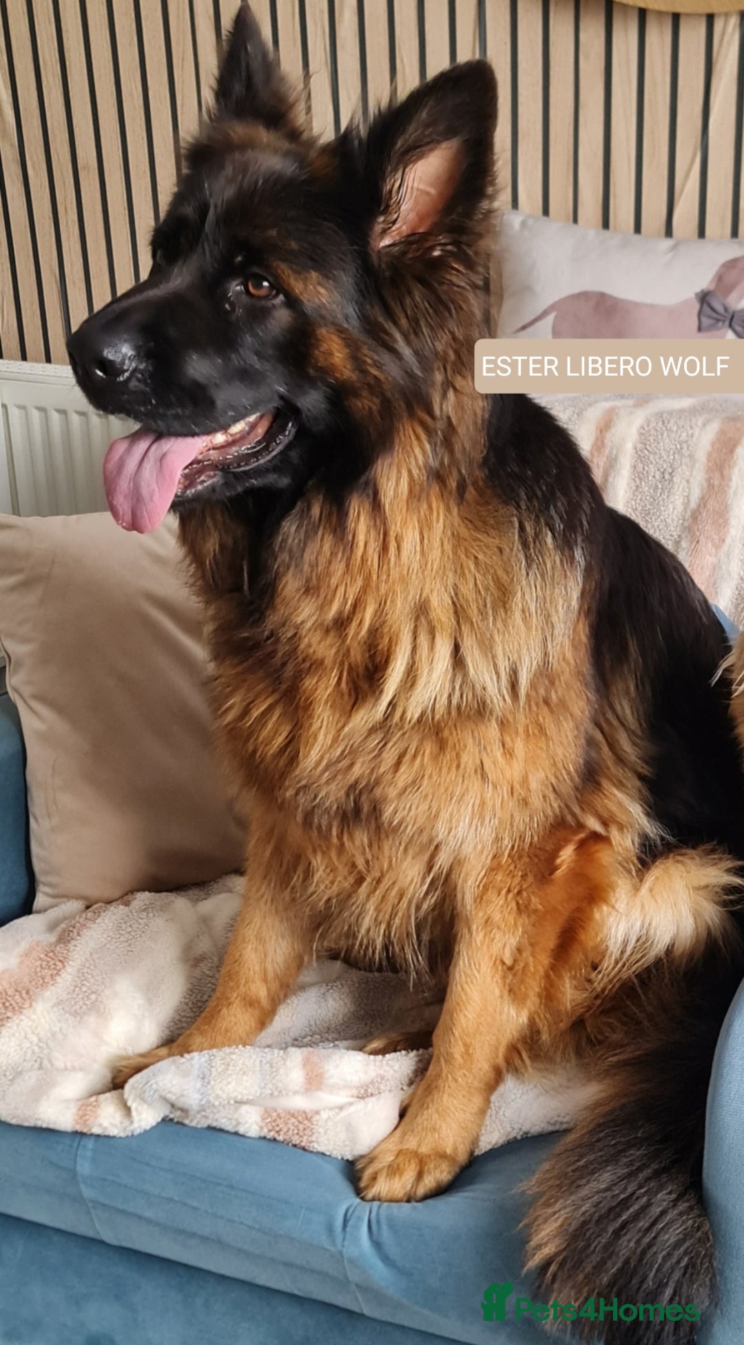 German Shepherd dogs for sale: KC, Top Quality Long Hair GSD Puppies  - Advert 14