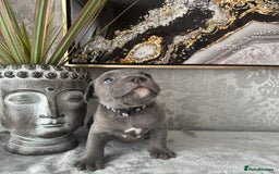 Staffordshire Bull Terrier dogs for sale: Chunky little staffy pups - Image 22