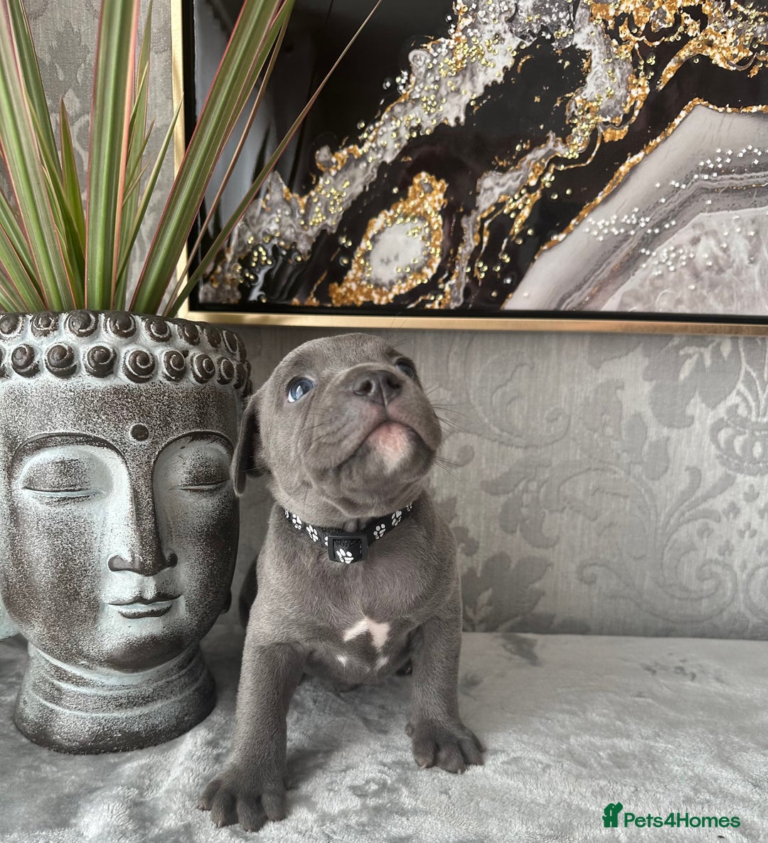 Staffordshire Bull Terrier dogs for sale: Chunky little staffy pups - Image 22