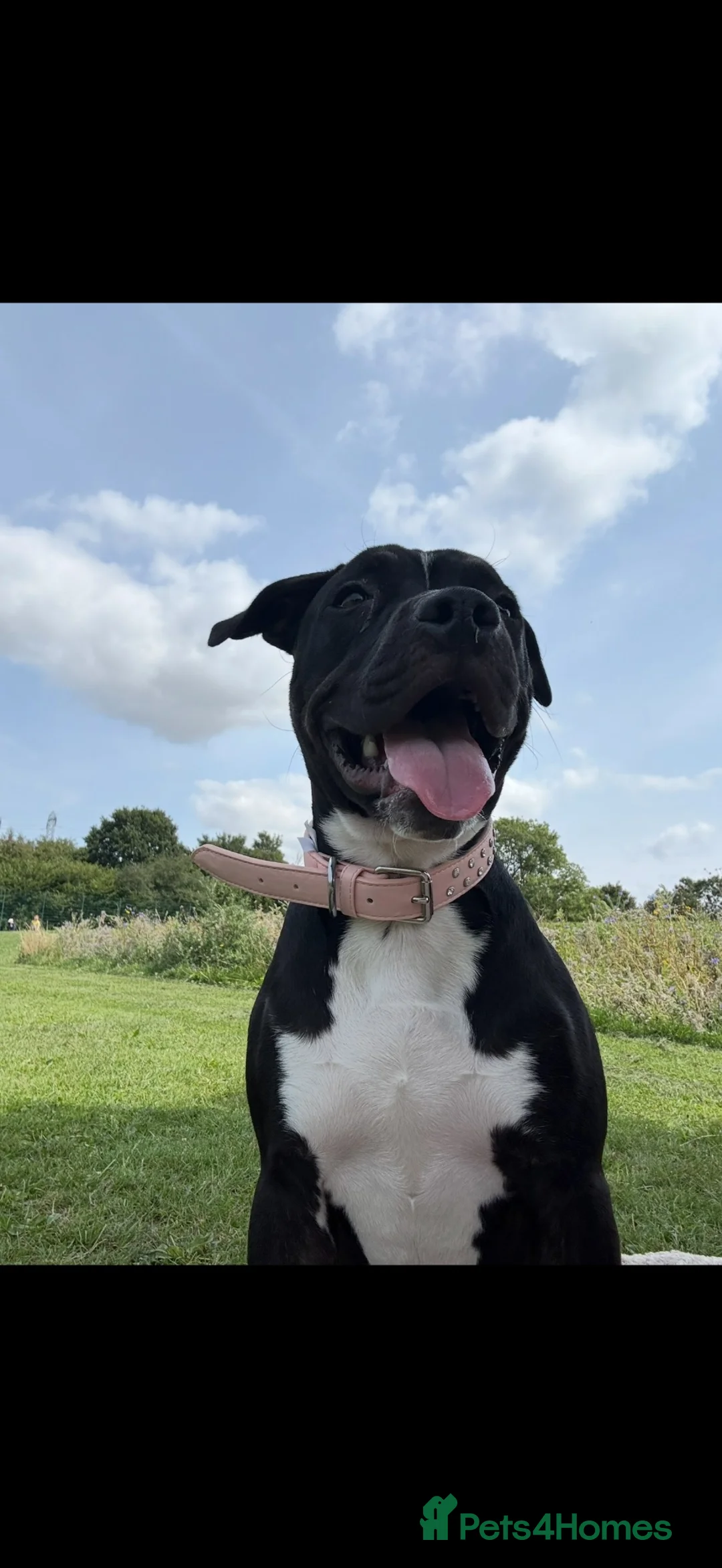 Mixed Breed dogs for sale: 1.5 year old staffie cross in Waterlooville - Advert 6