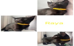 Mixed Breed cats for sale: 4 female kittens - Image 3