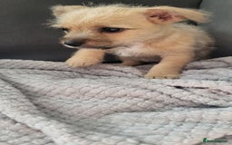 Mixed Breed dogs for sale: Jack russel cross pomeranian puppies  - Image 23