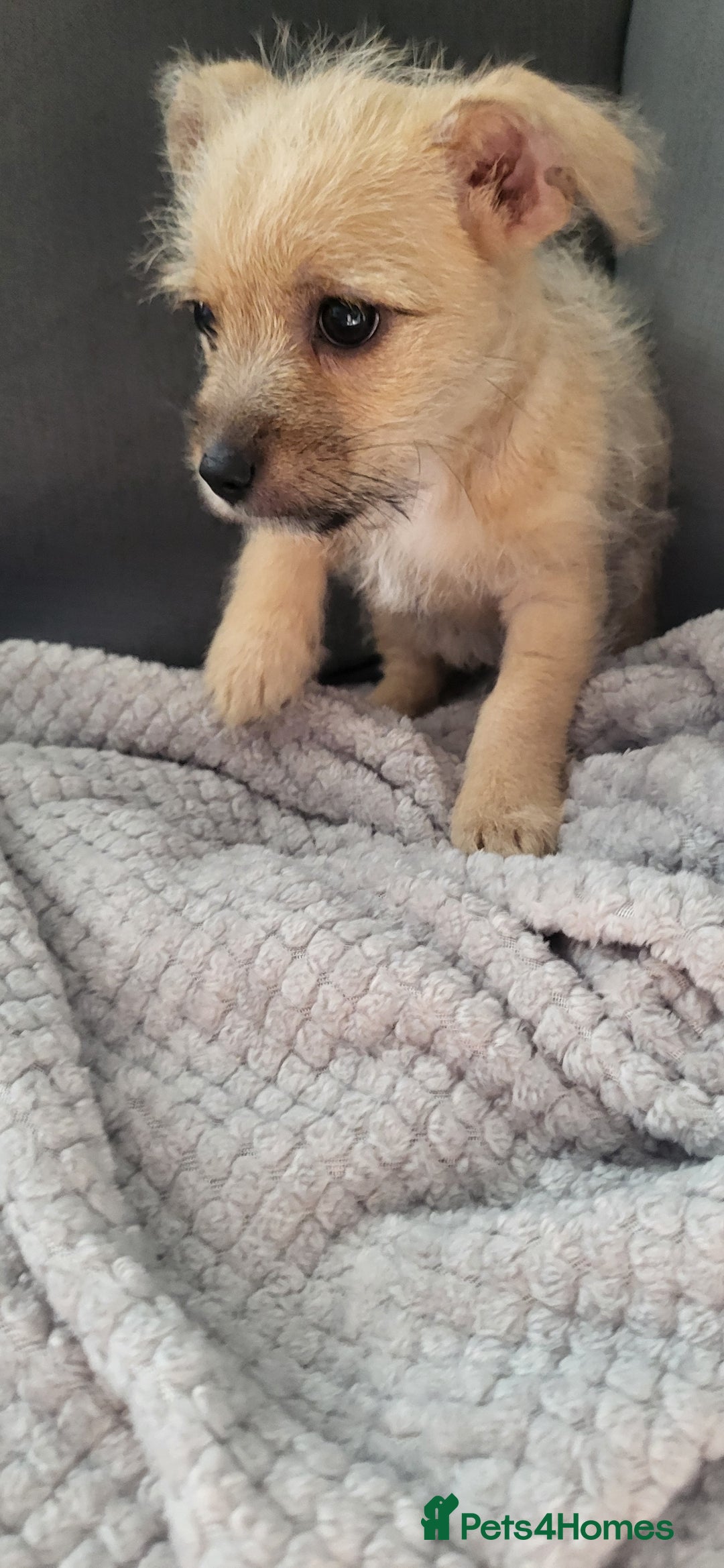 Mixed Breed dogs for sale: Jack russel cross pomeranian puppies  - Image 23