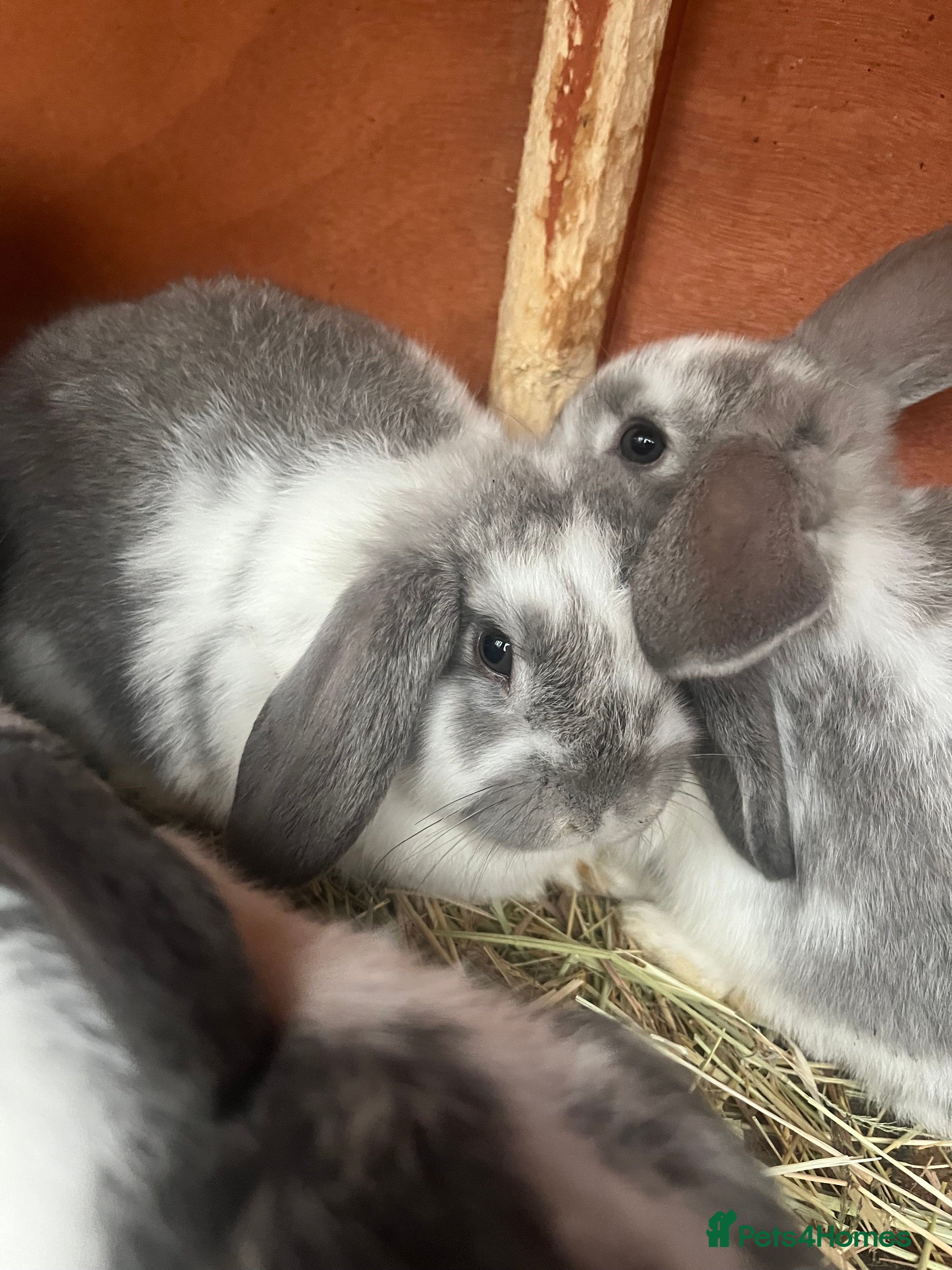 Mini Lop rabbits Baby mini lop bunnies - Advert 3